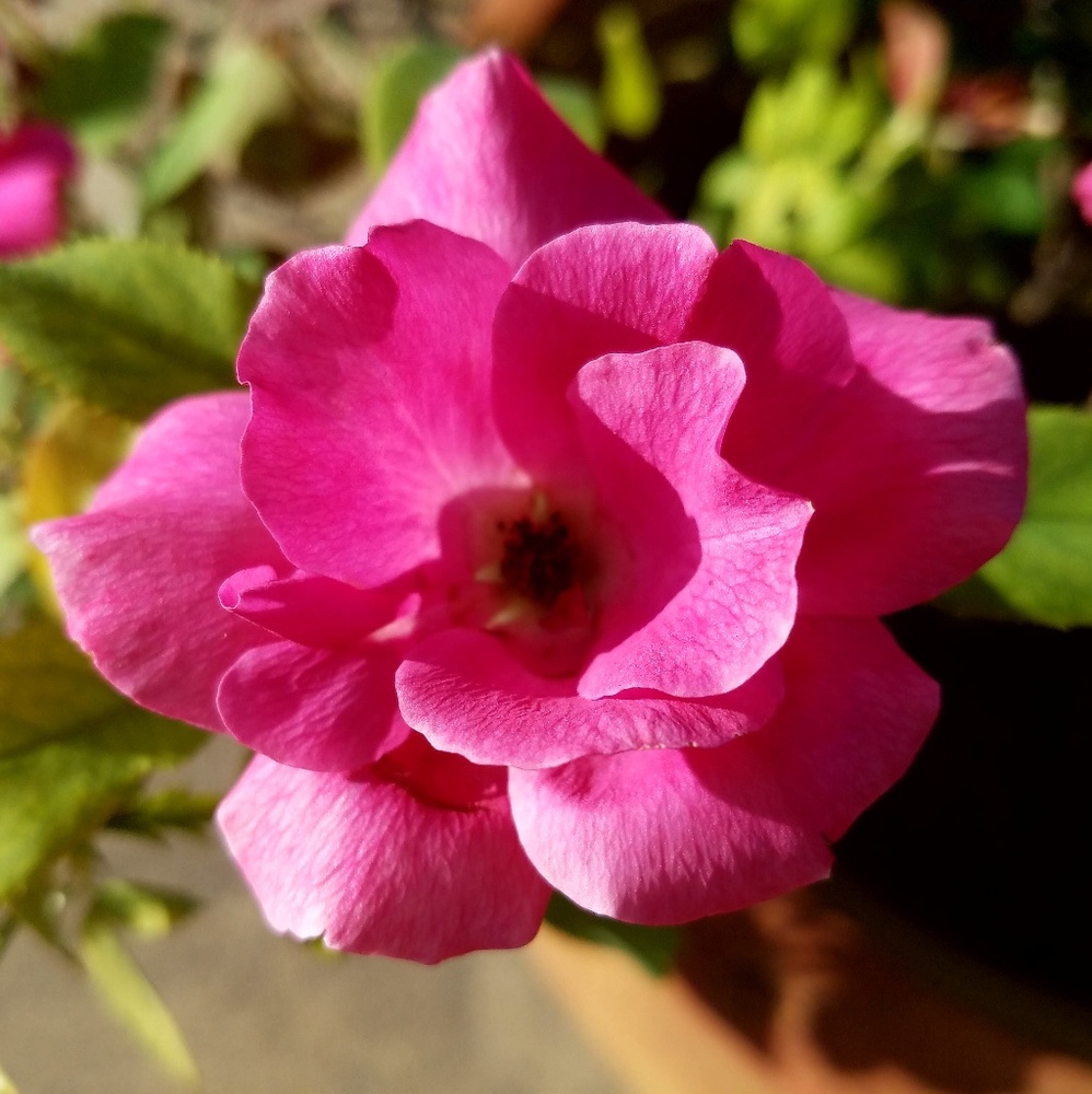 Meet your Posher, Lana